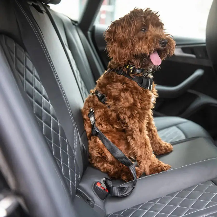 PET SEAT BELT TETHER (BLACK) Fits Standard Automobiles Buckles